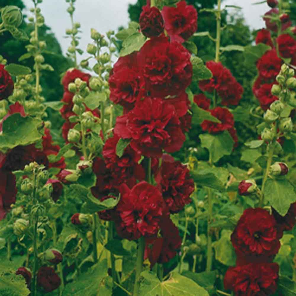 Alcea r. 'Chater's Double Red' P9