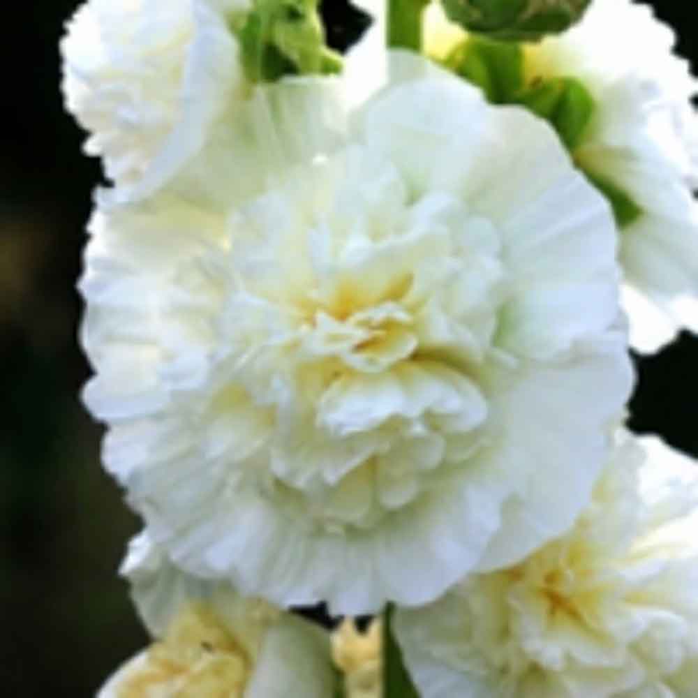 Alcea r. 'Chater's Double White' P9