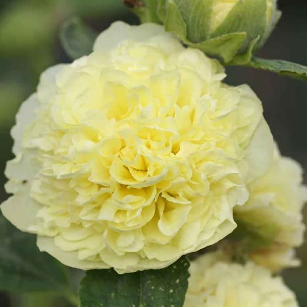 Alcea r. 'Chater's Double Yellow' P9