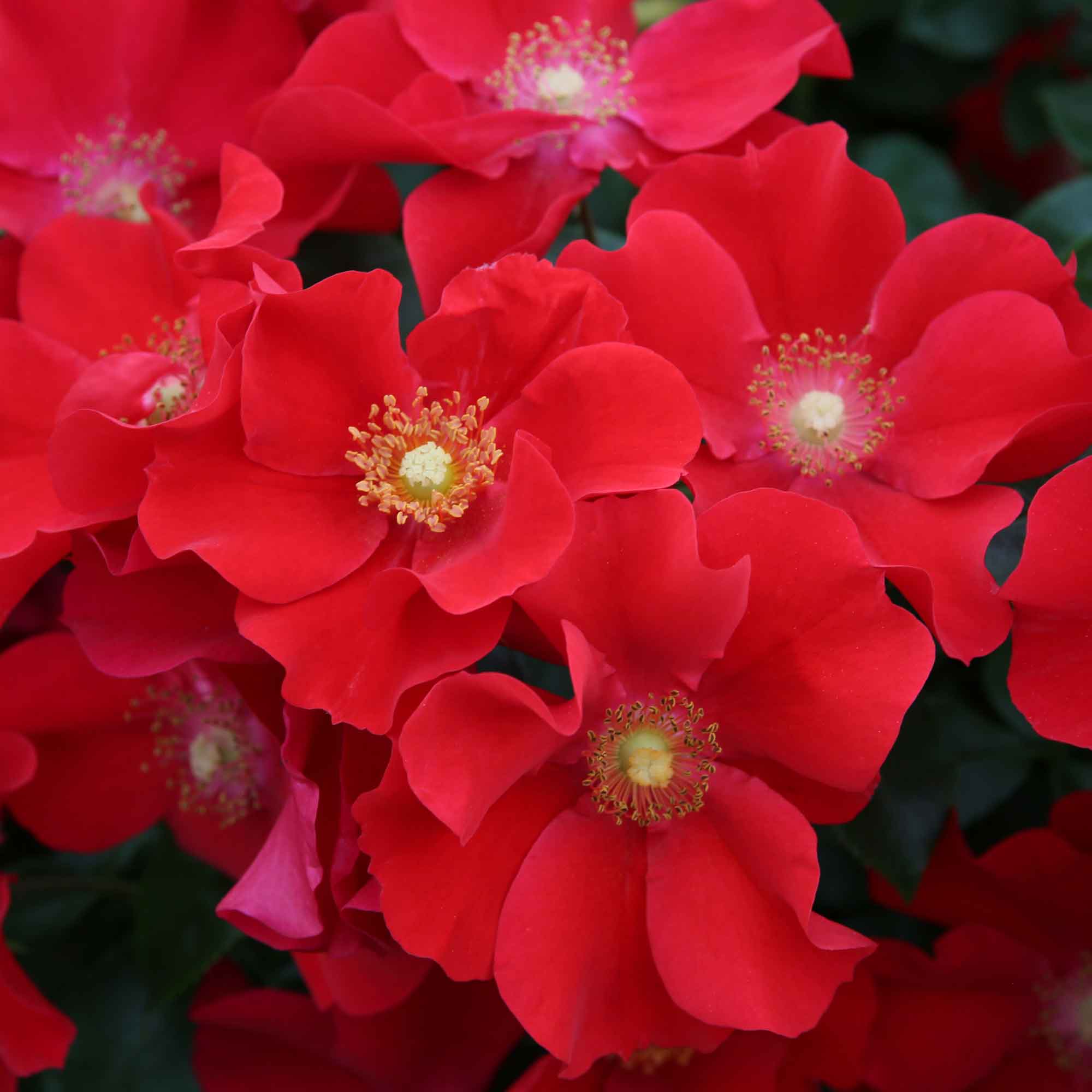 Rose Alexander von Humboldt