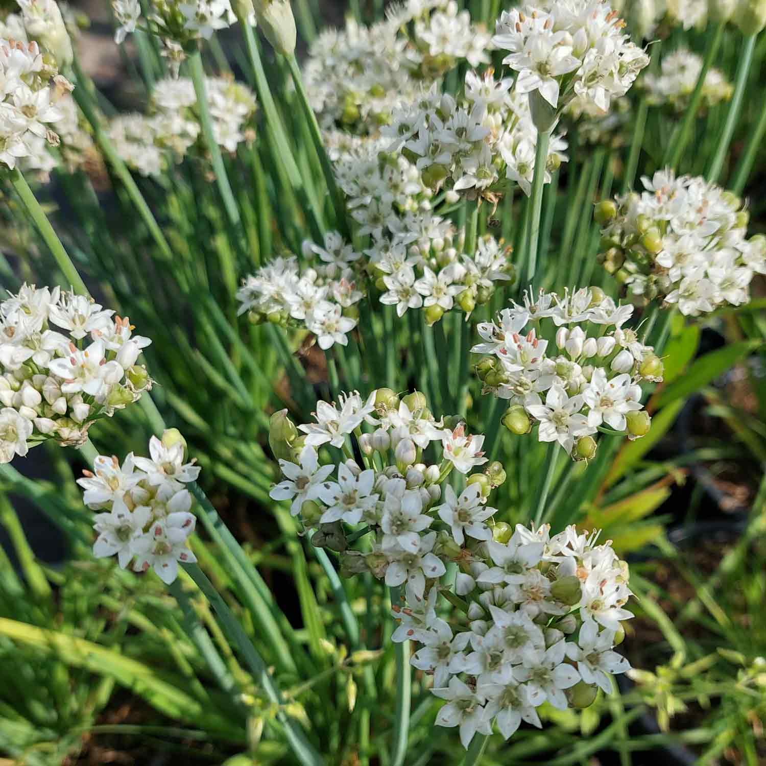 Allium tuberosum Cliffs of Dover 2L