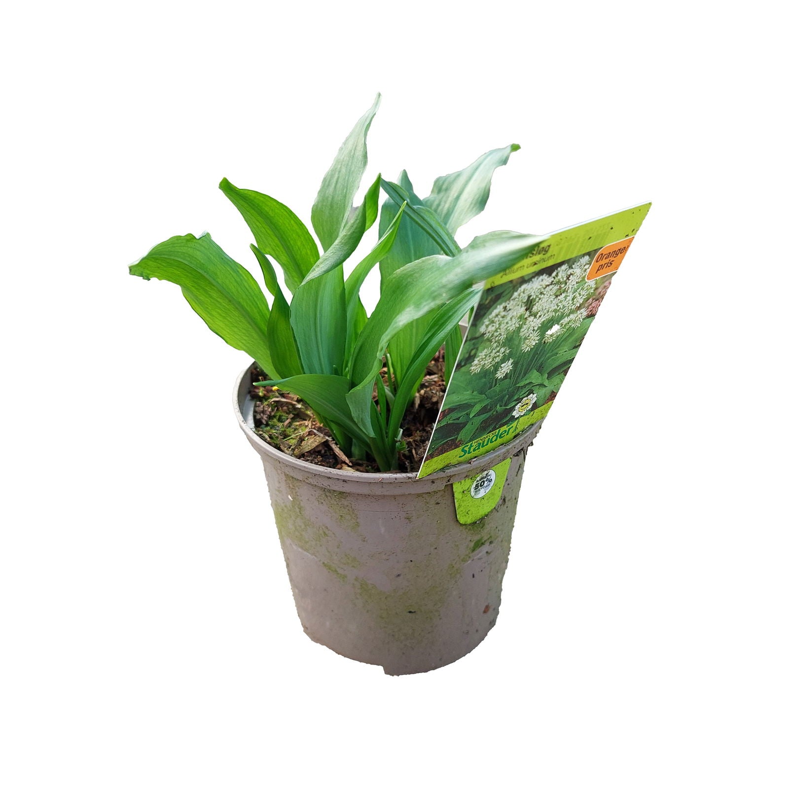 Allium ursinum - Ramson 11C