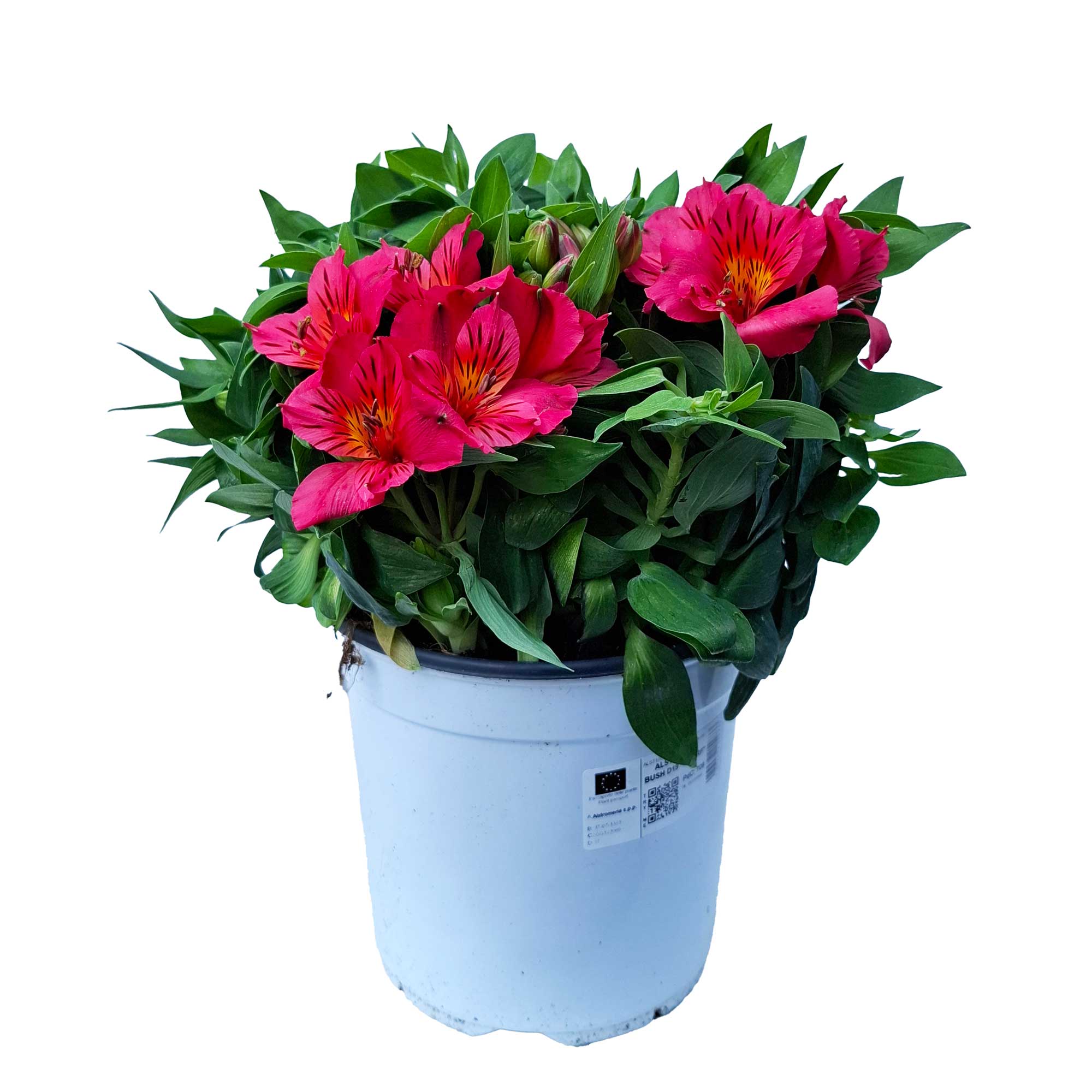 Alstromery Bush D19 "Dwarf"