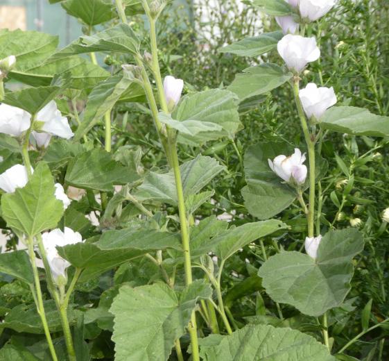 Althaea officinalis 1L