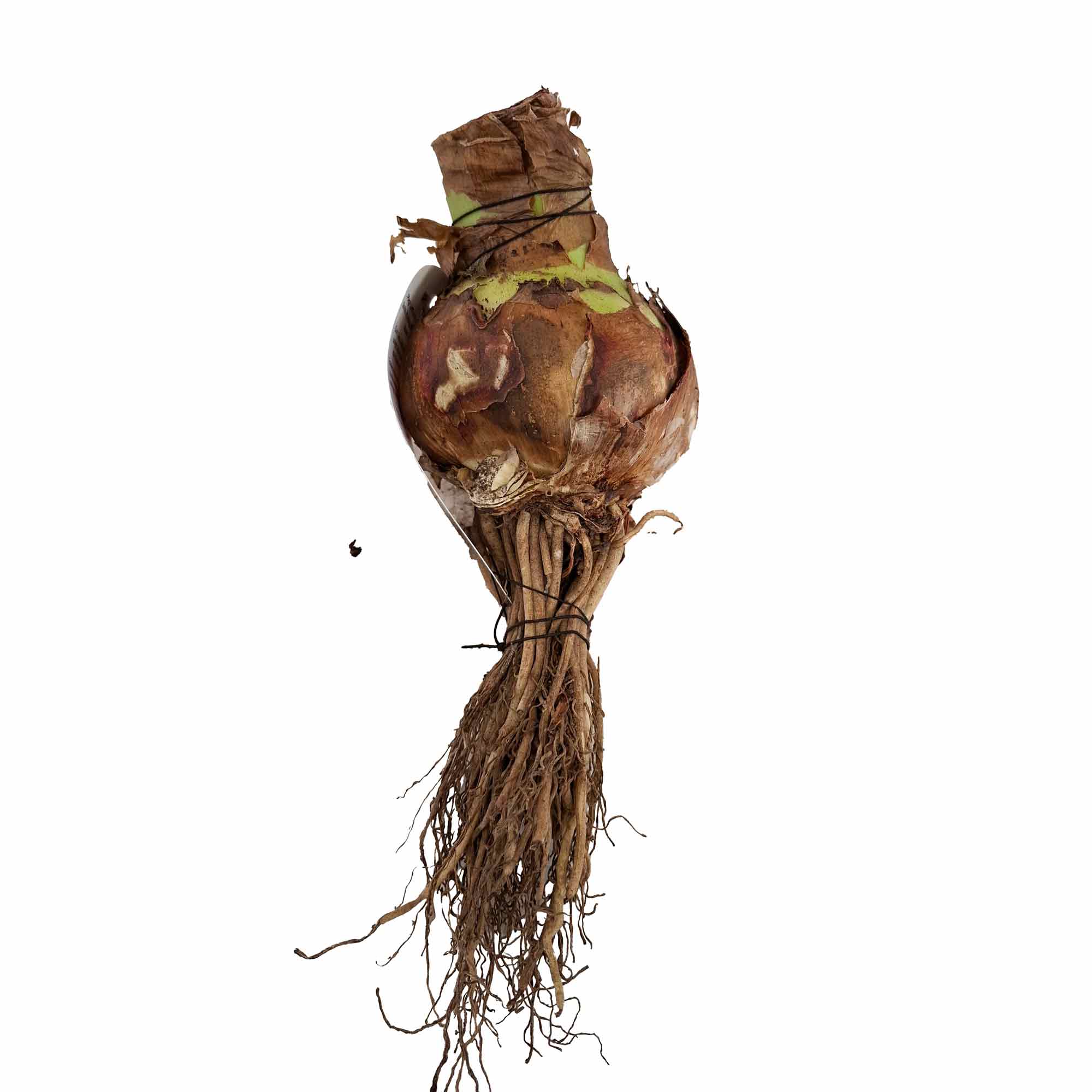 Hippeastrum amaranth 28/30