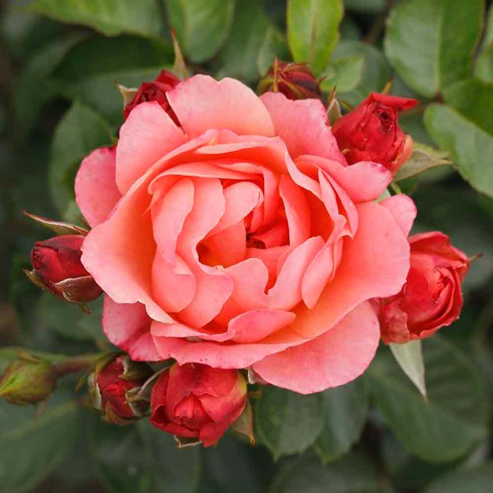 Rosa 'Amber Bay'