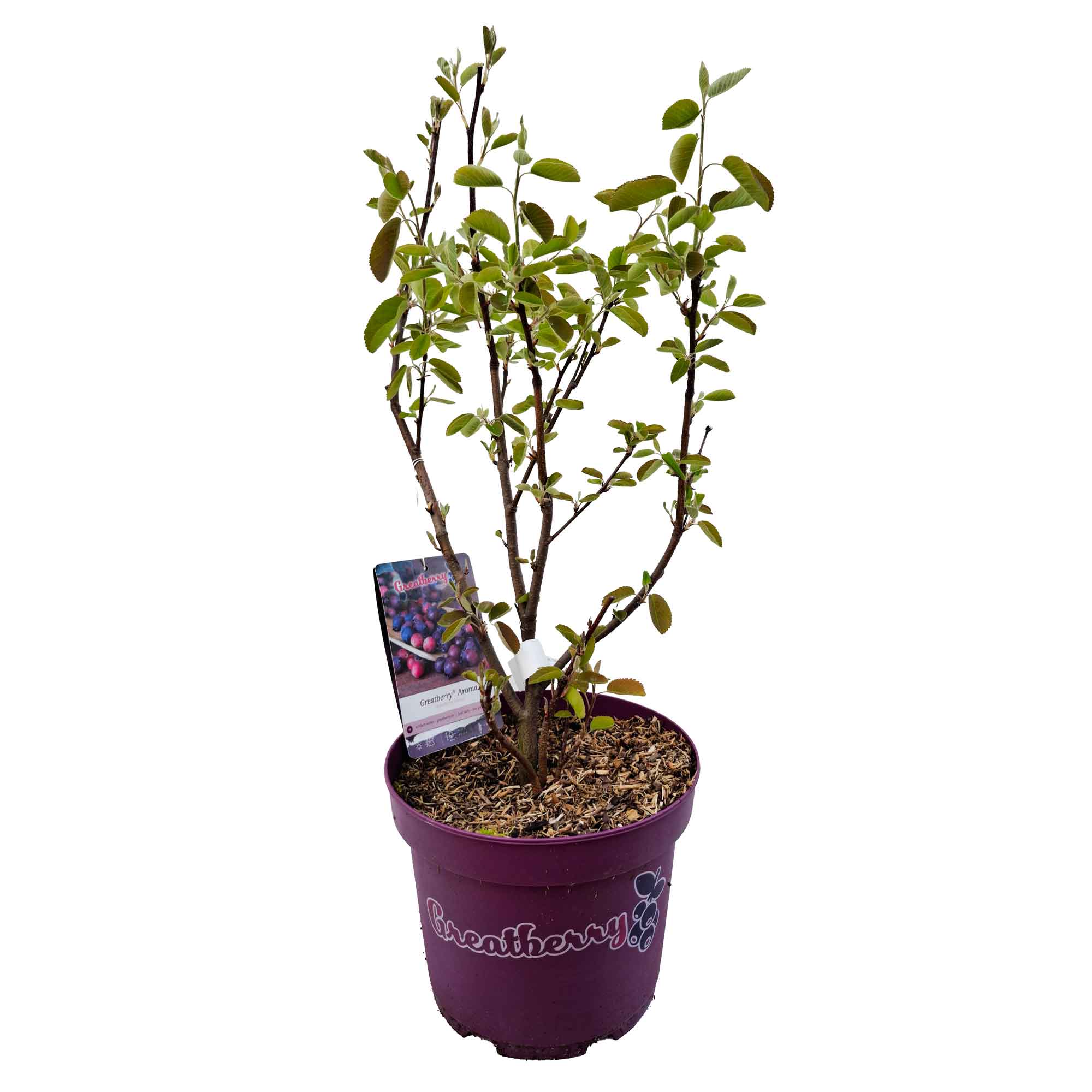 Amelanchier aln. 'Greatberry® Aroma' 40/50 C5