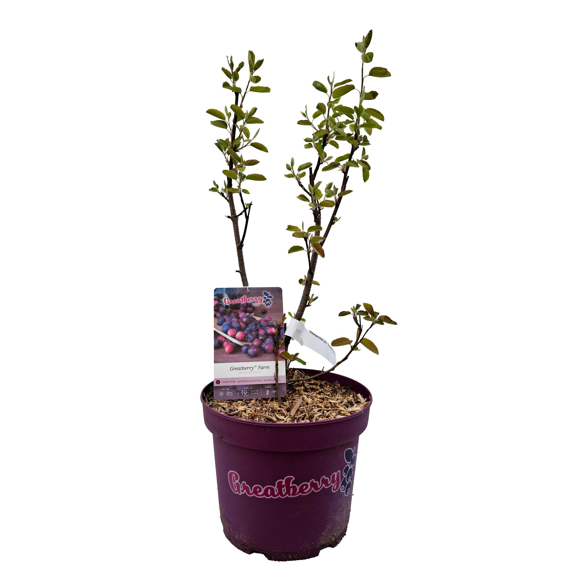 Amelanchier aln. 'Greatberry® Farm' 40/50 C5
