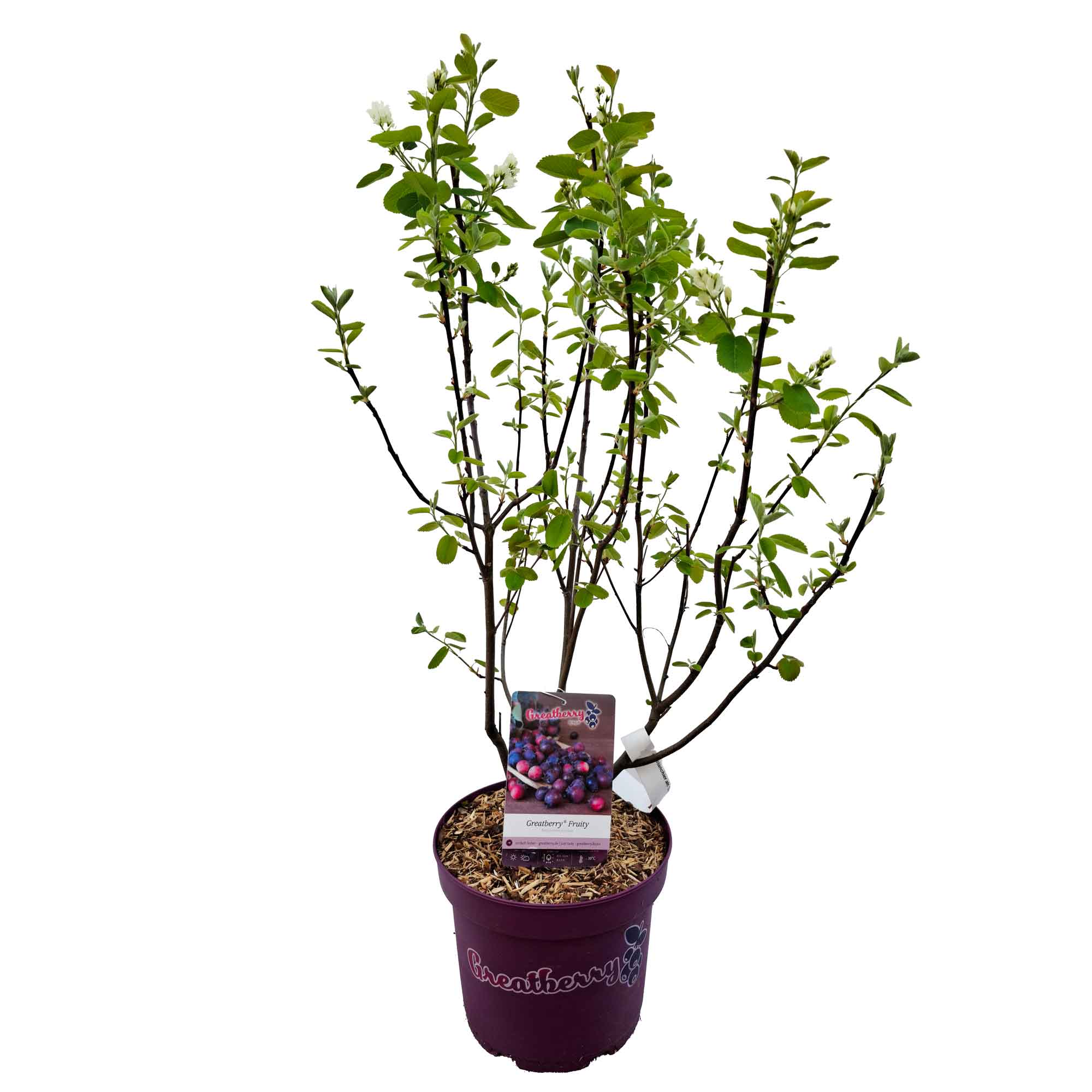 Amelanchier aln. 'Greatberry® Fruity' 40/50 C5