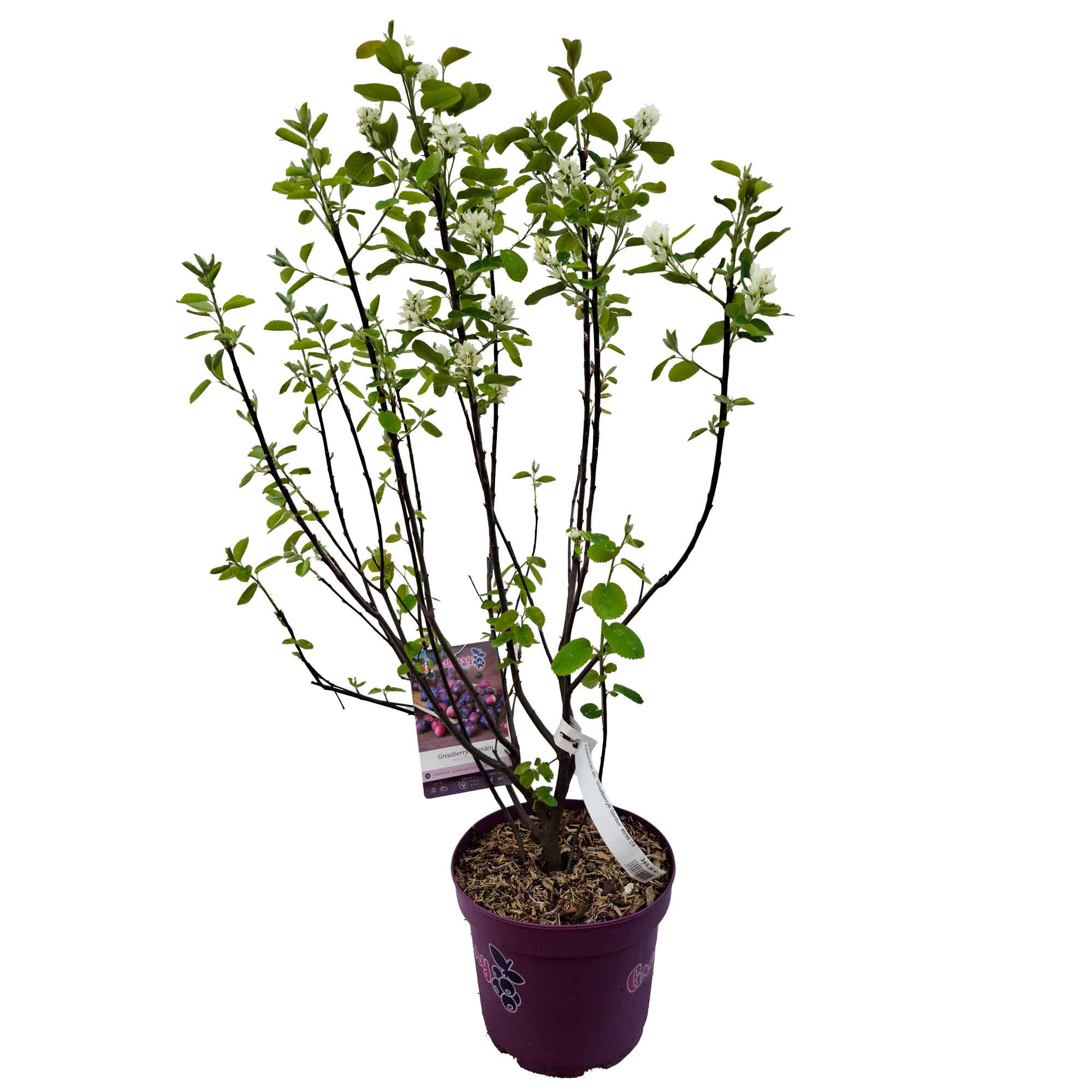 Amelanchier aln. 'Greatberry® Garden' 40/50 C5