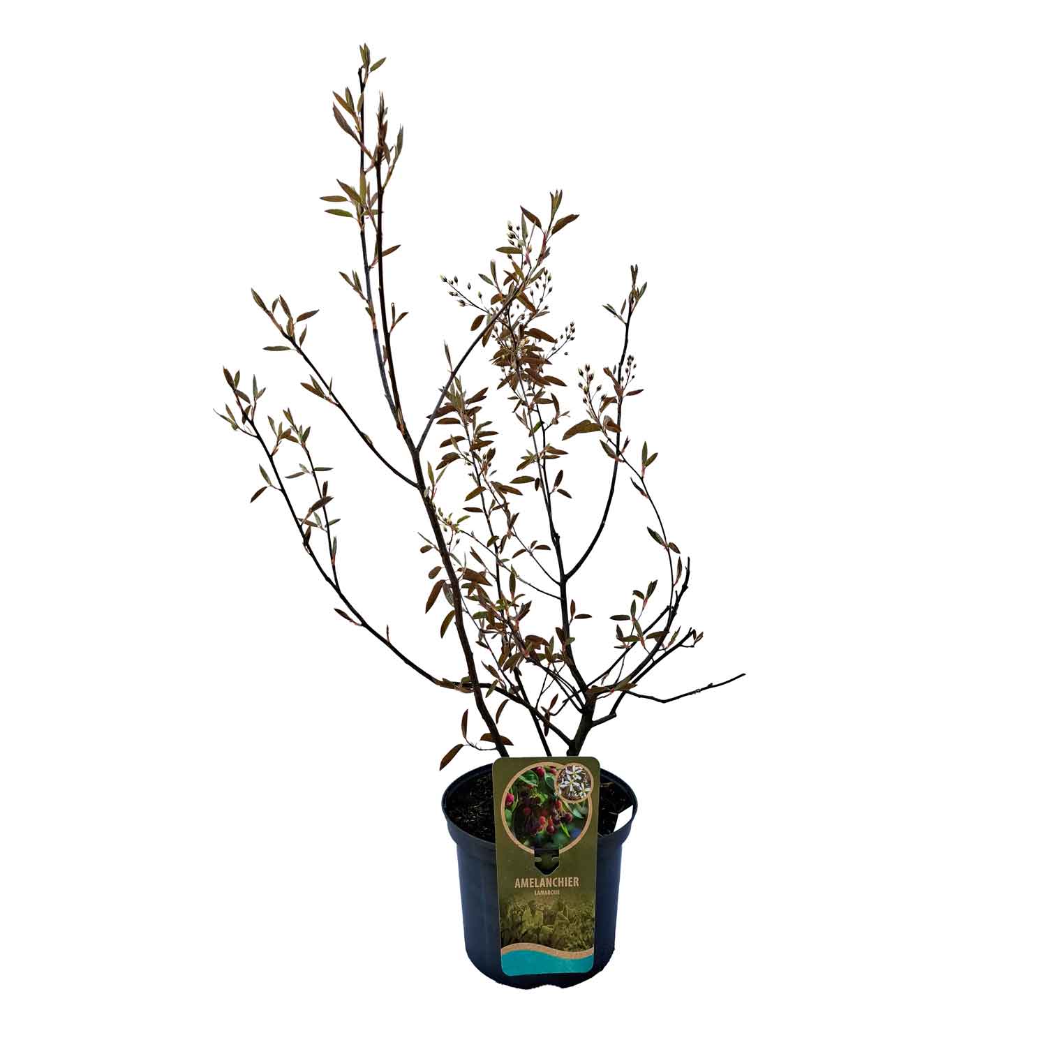 Amelanchier lamarckii C5 60-80 CM