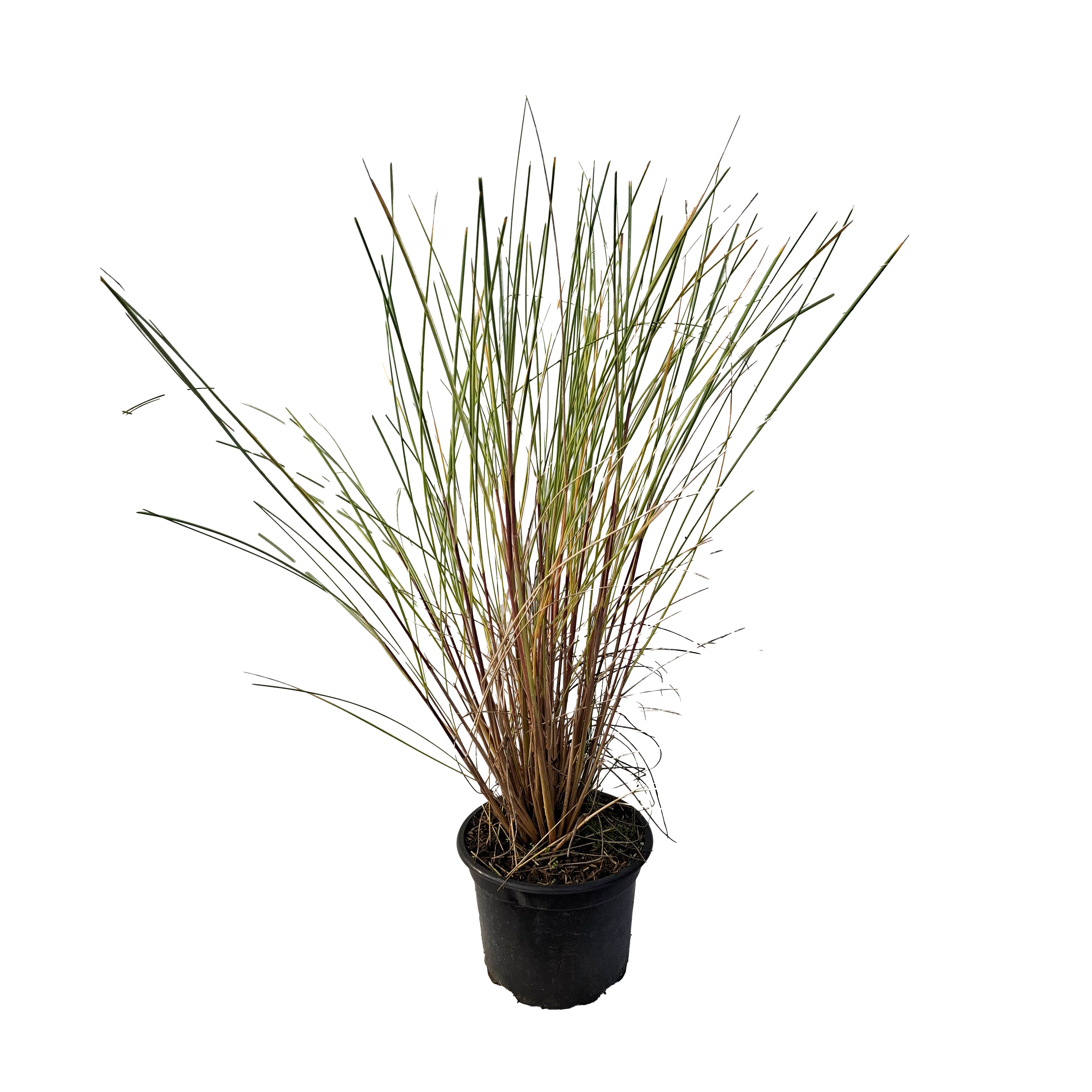 Ammophila arenaria C5