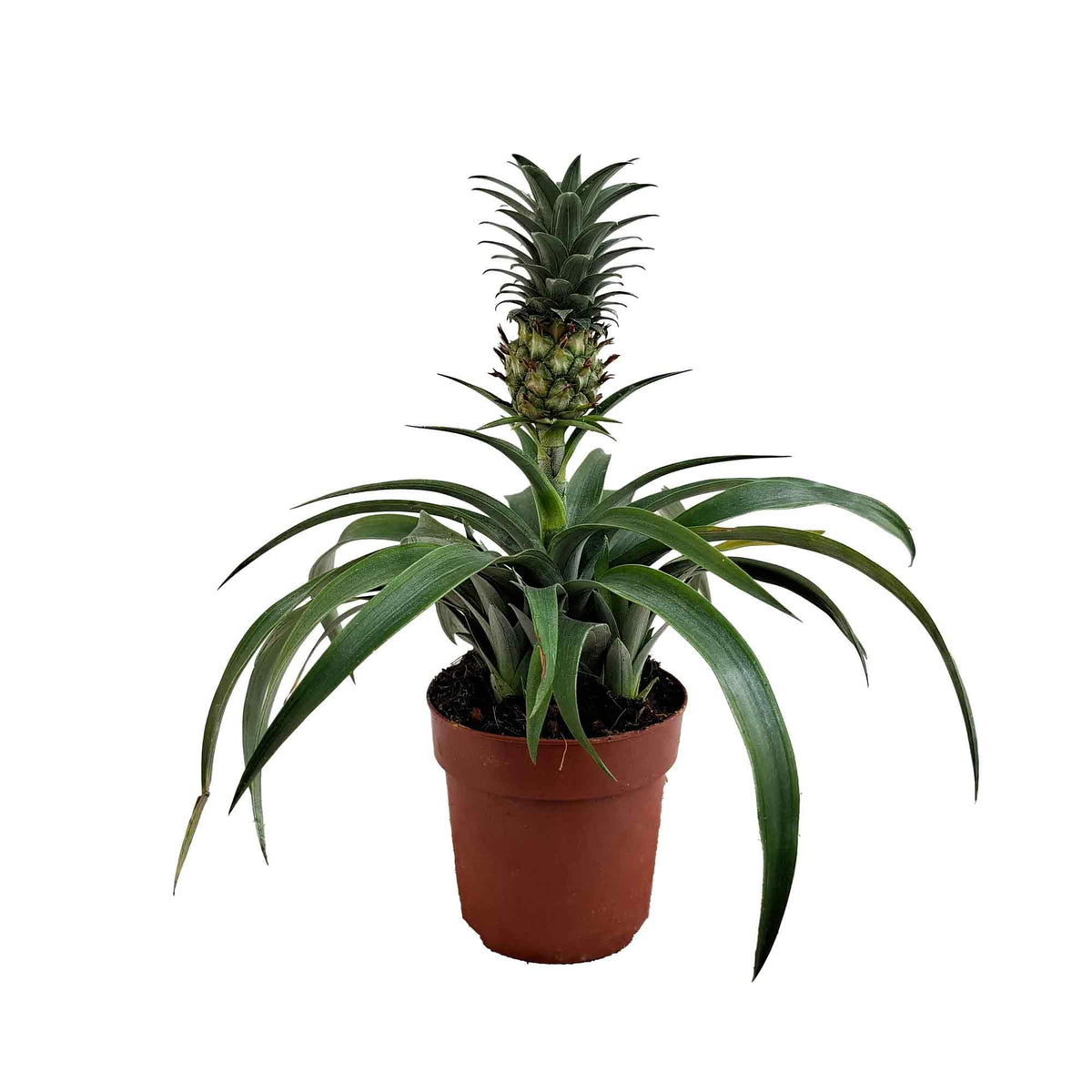 Ananas 12cm