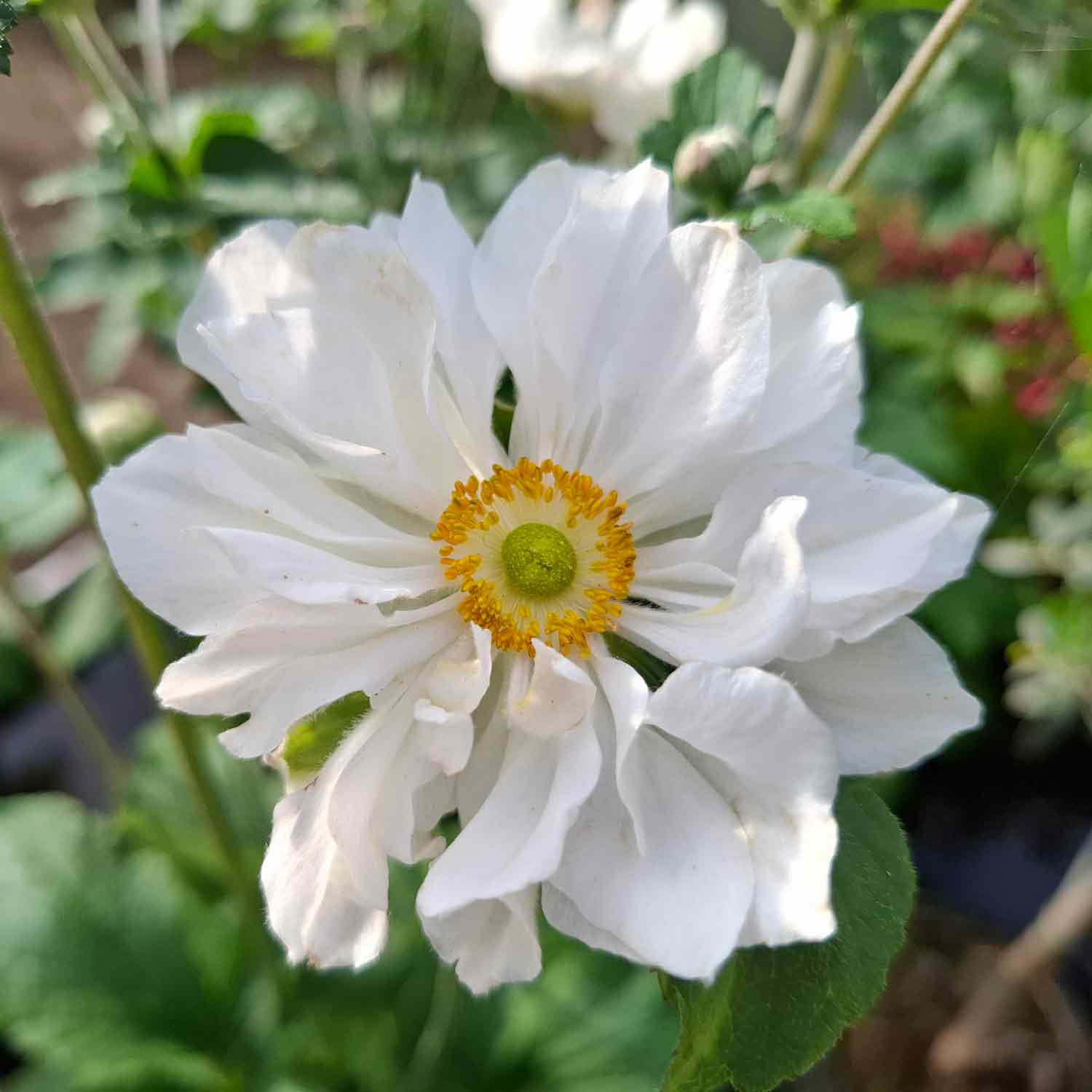Anemone hyb. 'Whirlwind' P9
