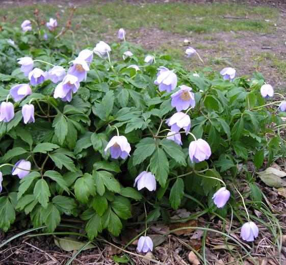 Anemone nemorosa 'Robinsoniana' 11C