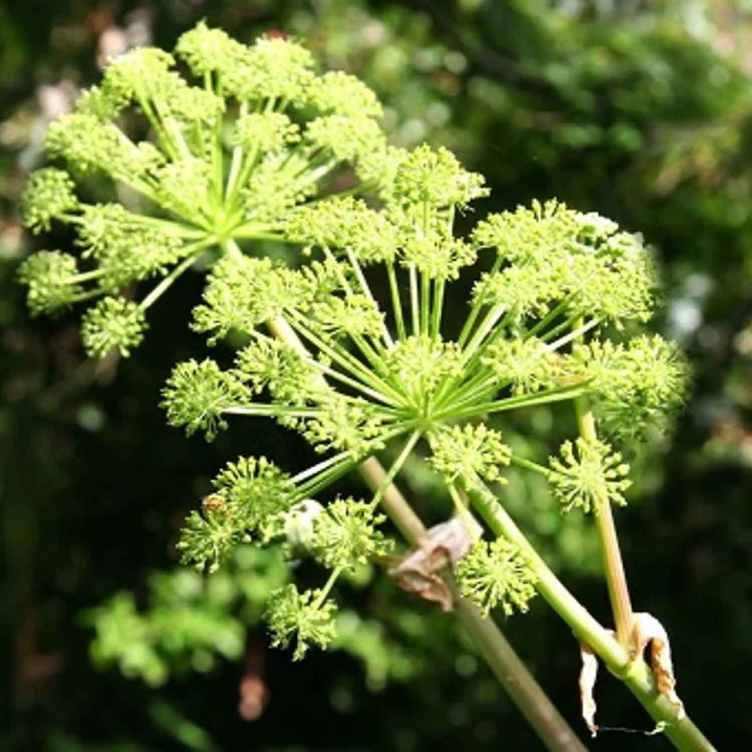 Angelica archangelica P9
