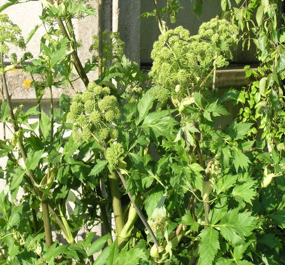 Angelica archangelica - Kvan 1L