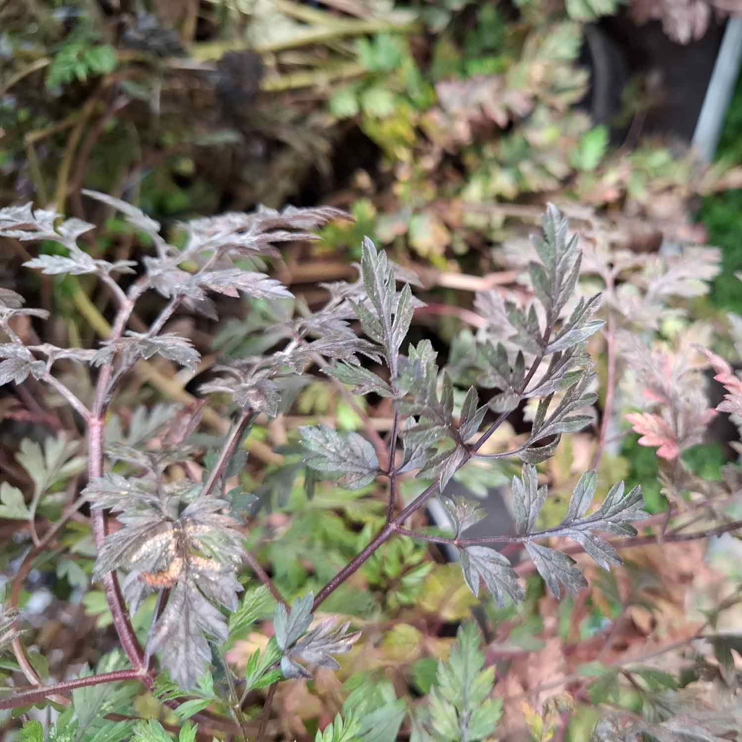 Anthriscus sylvestris 'Ravenswing' 2L