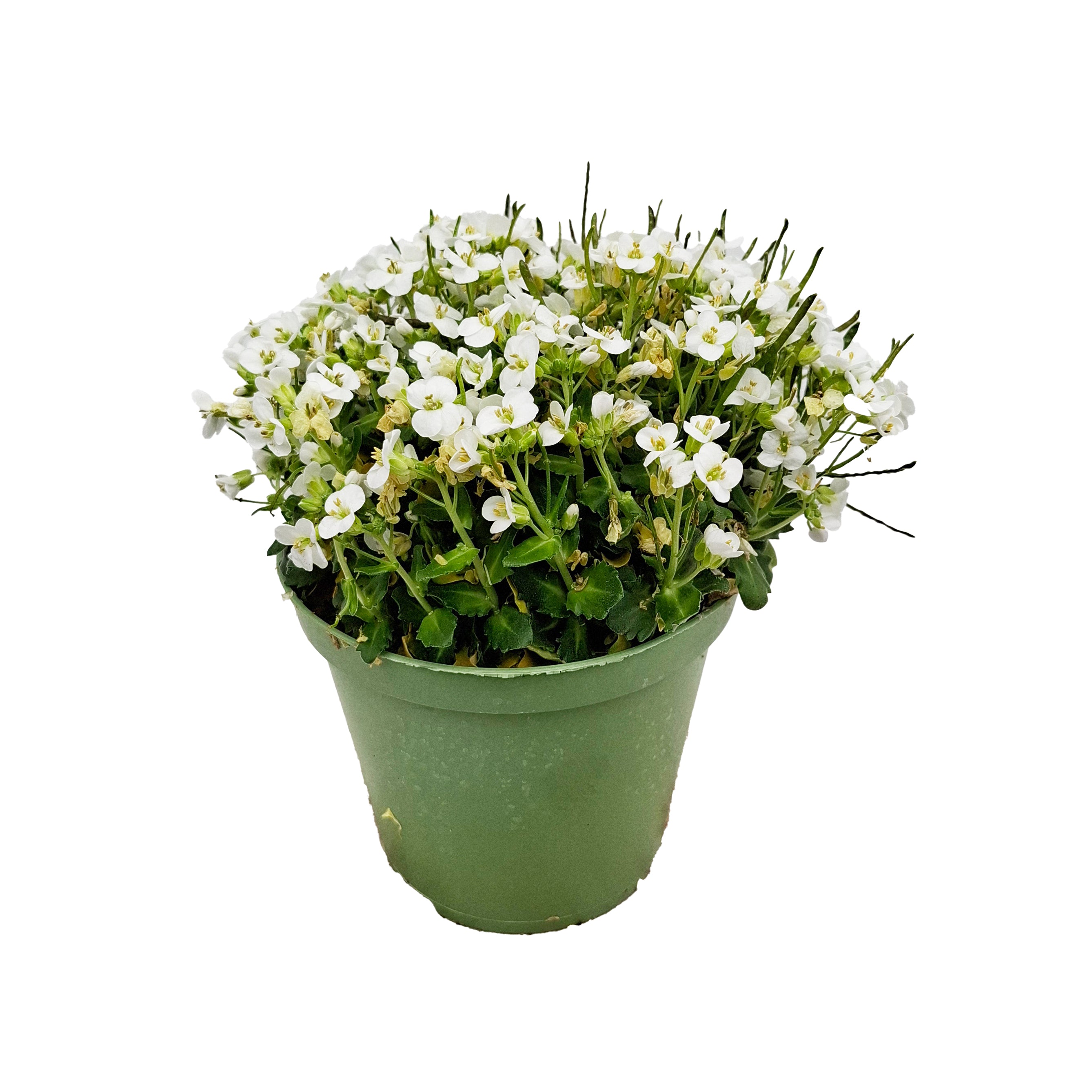ARABIS CAUCASICA BUSH D14