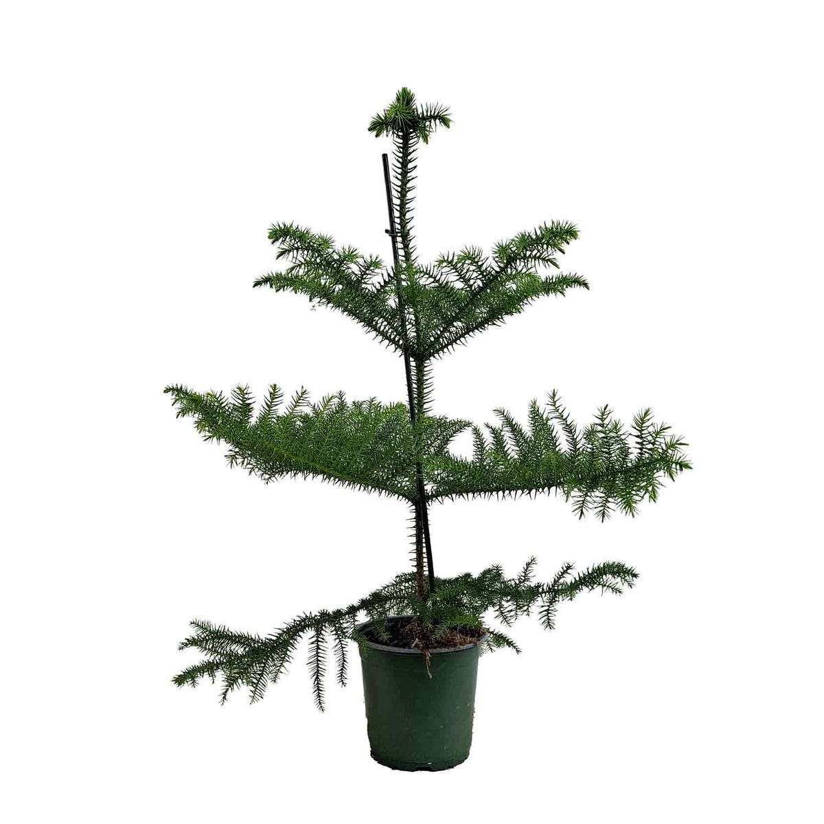 Araucaria heterophylla 14cm