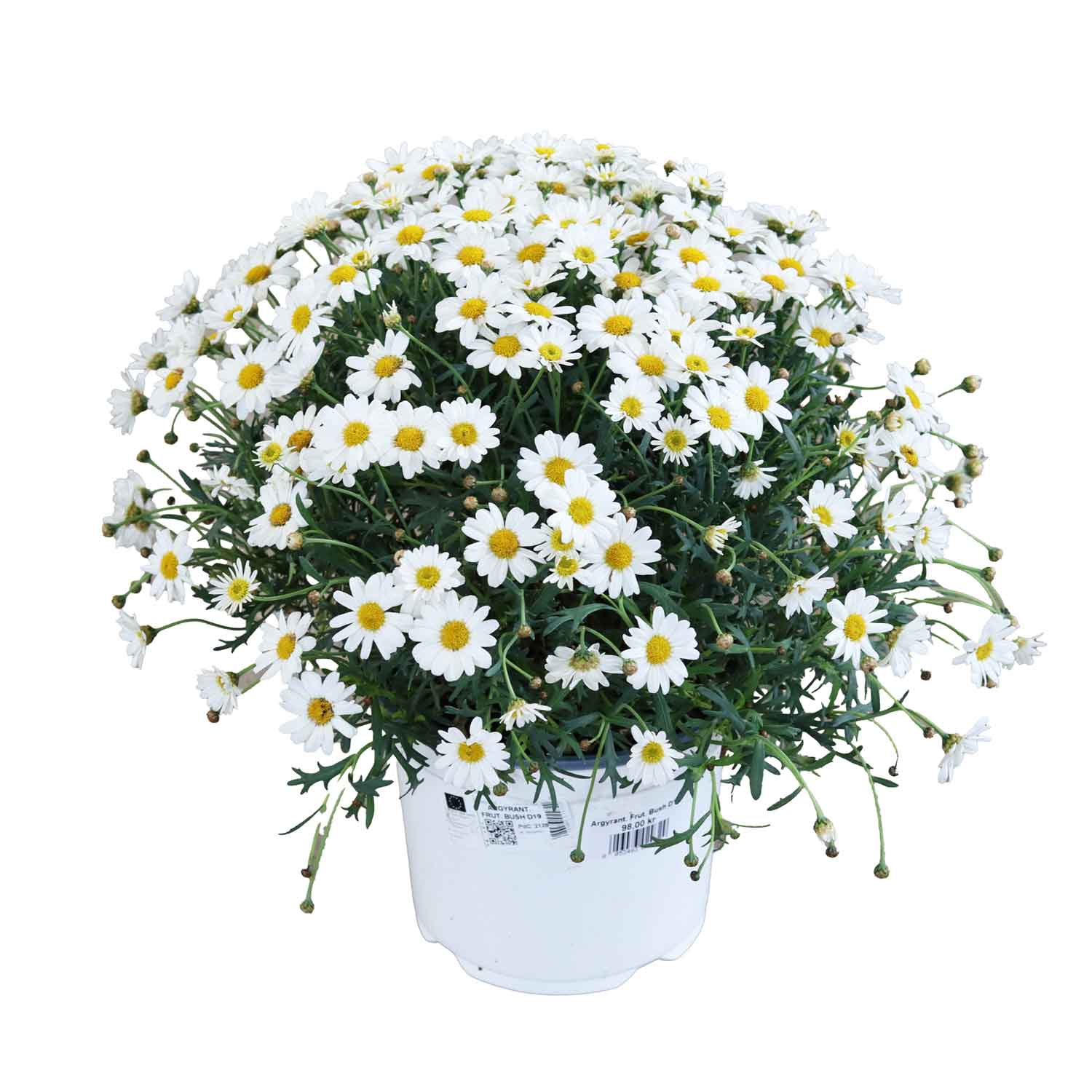 ARGYRANT. FRUT. BUSH D19