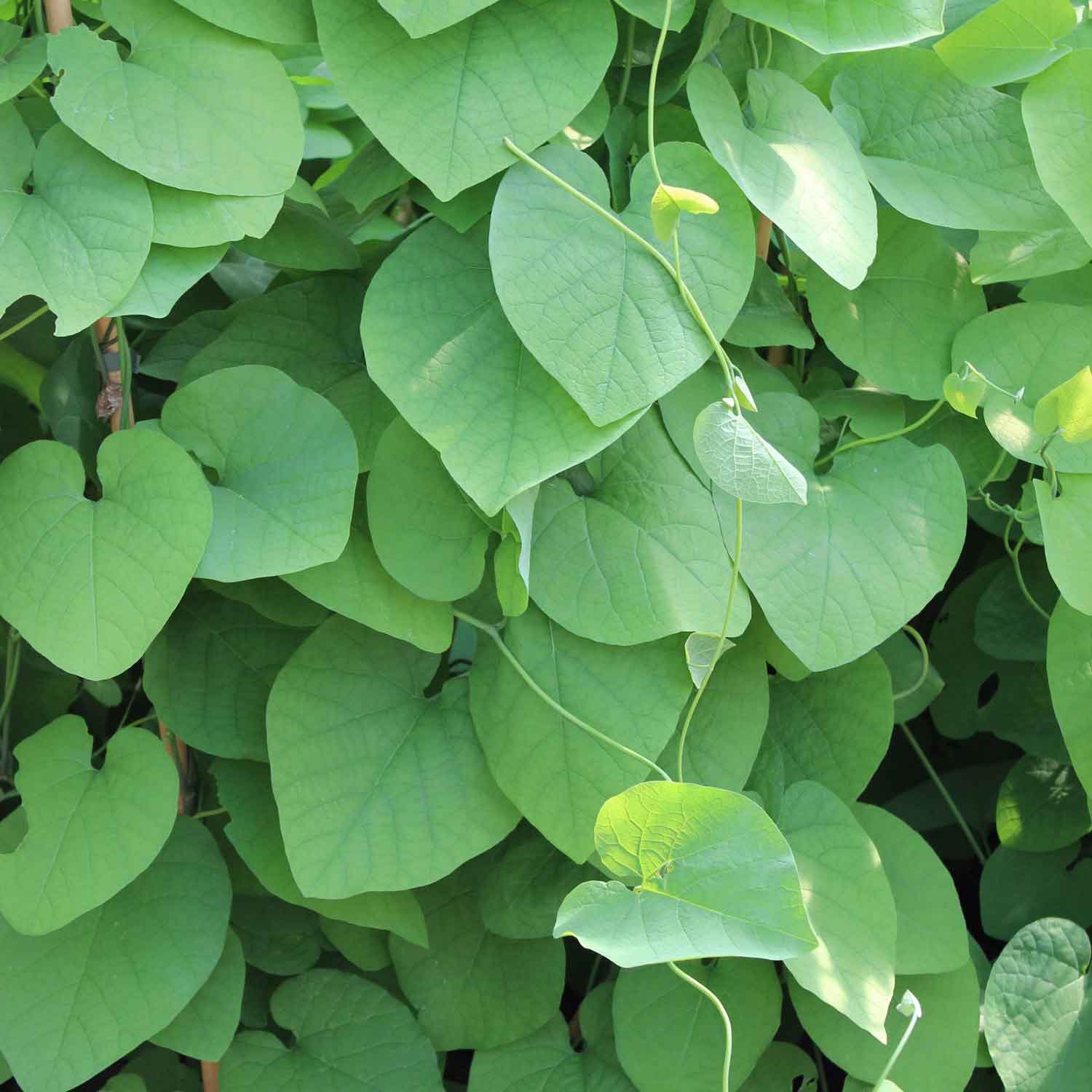 Aristolochia macrophylla C2 60-100