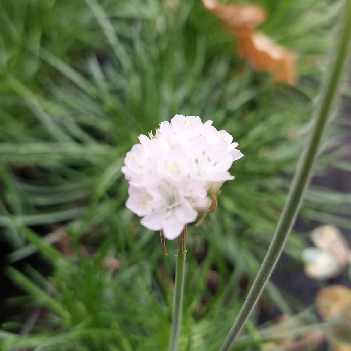 Armeria m. 'Alba' P9