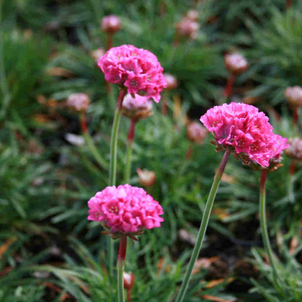 Armeria m. 'Dusseldorfer Stolz' P9