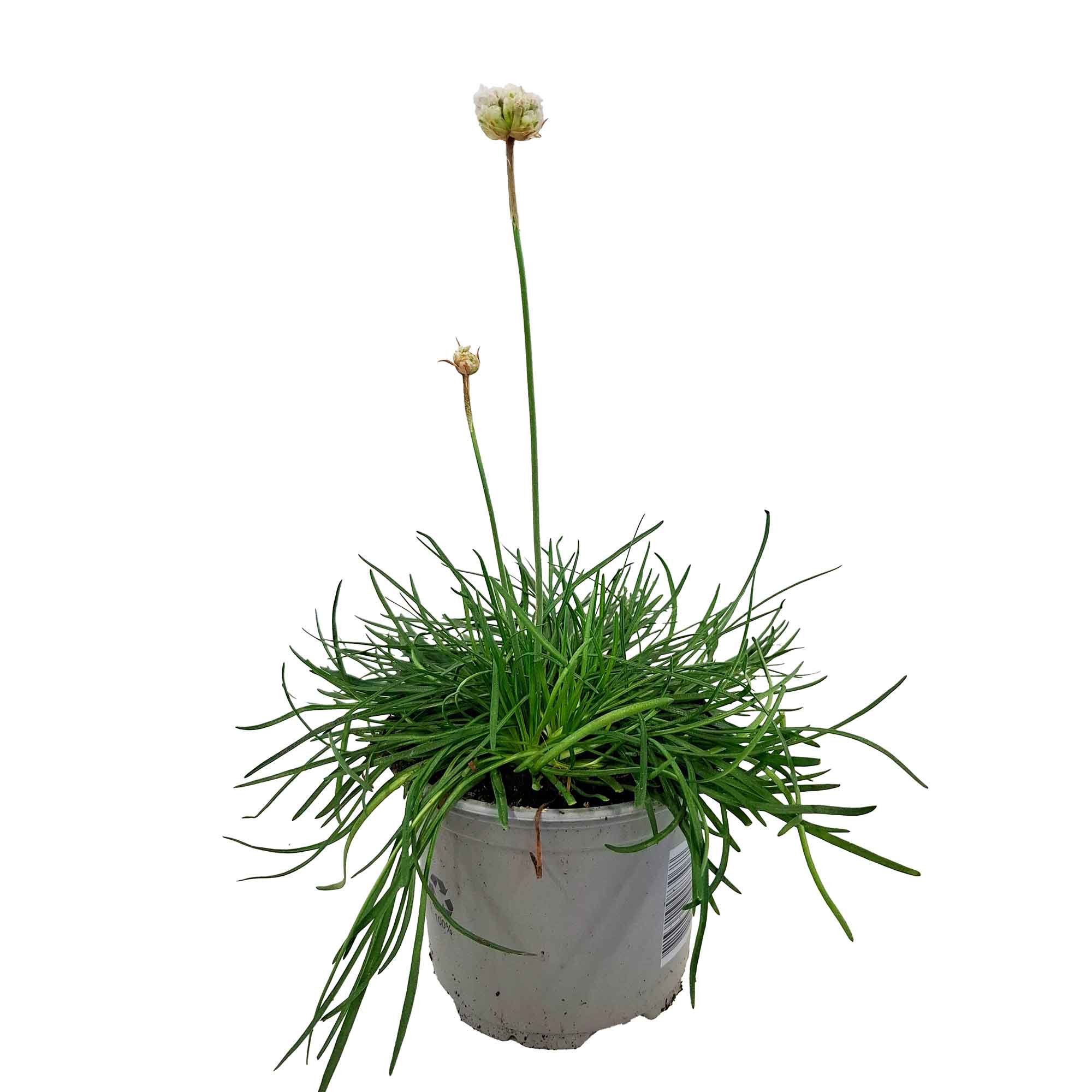 Armeria mar. 'Armada White' 10,5 cm