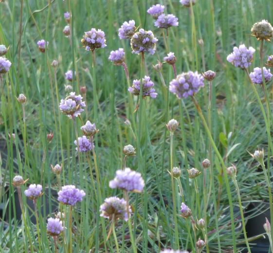 Armeria maritima