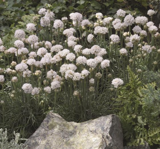 Armeria maritima 'ARMADA White' 11C