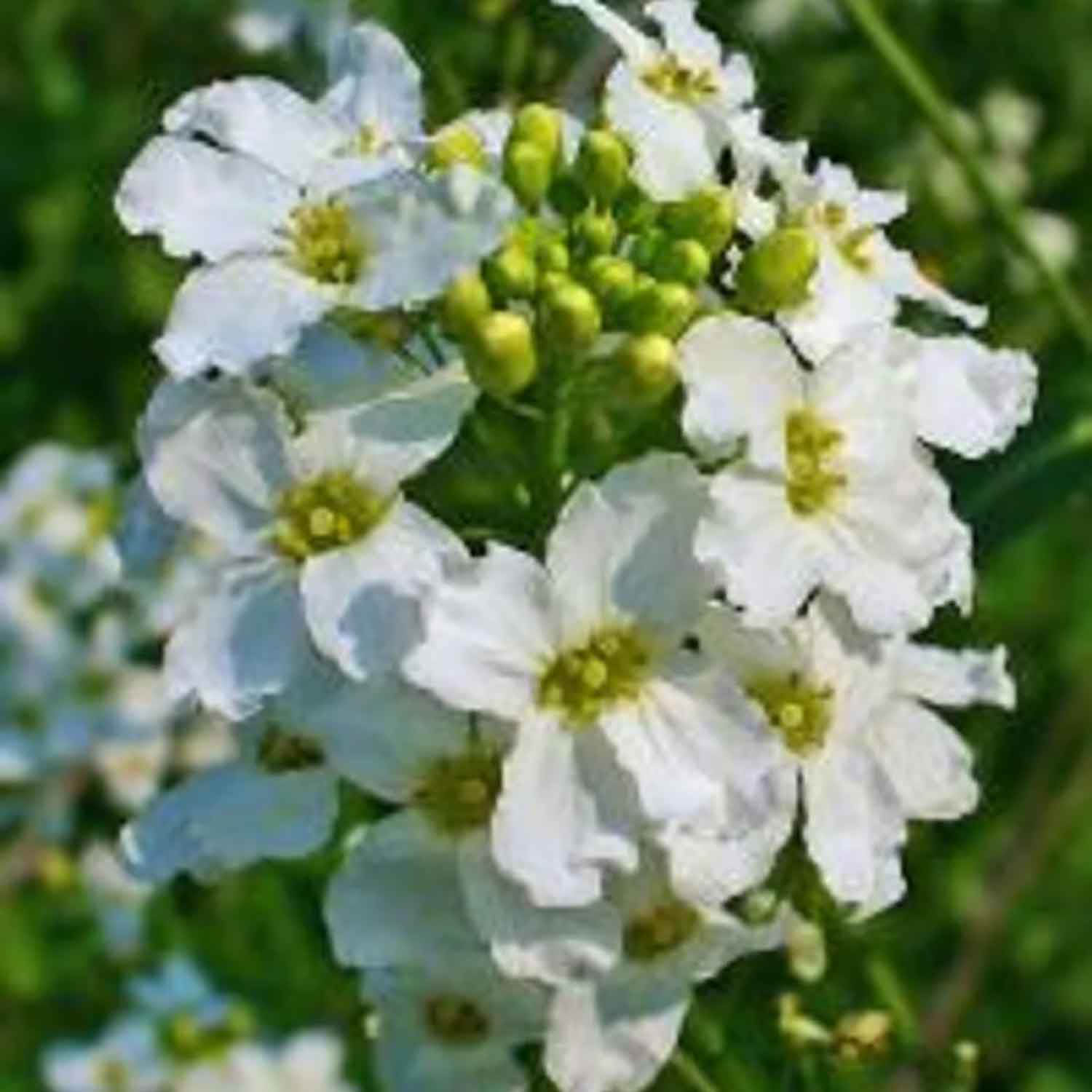 Armoracia rusticana P9