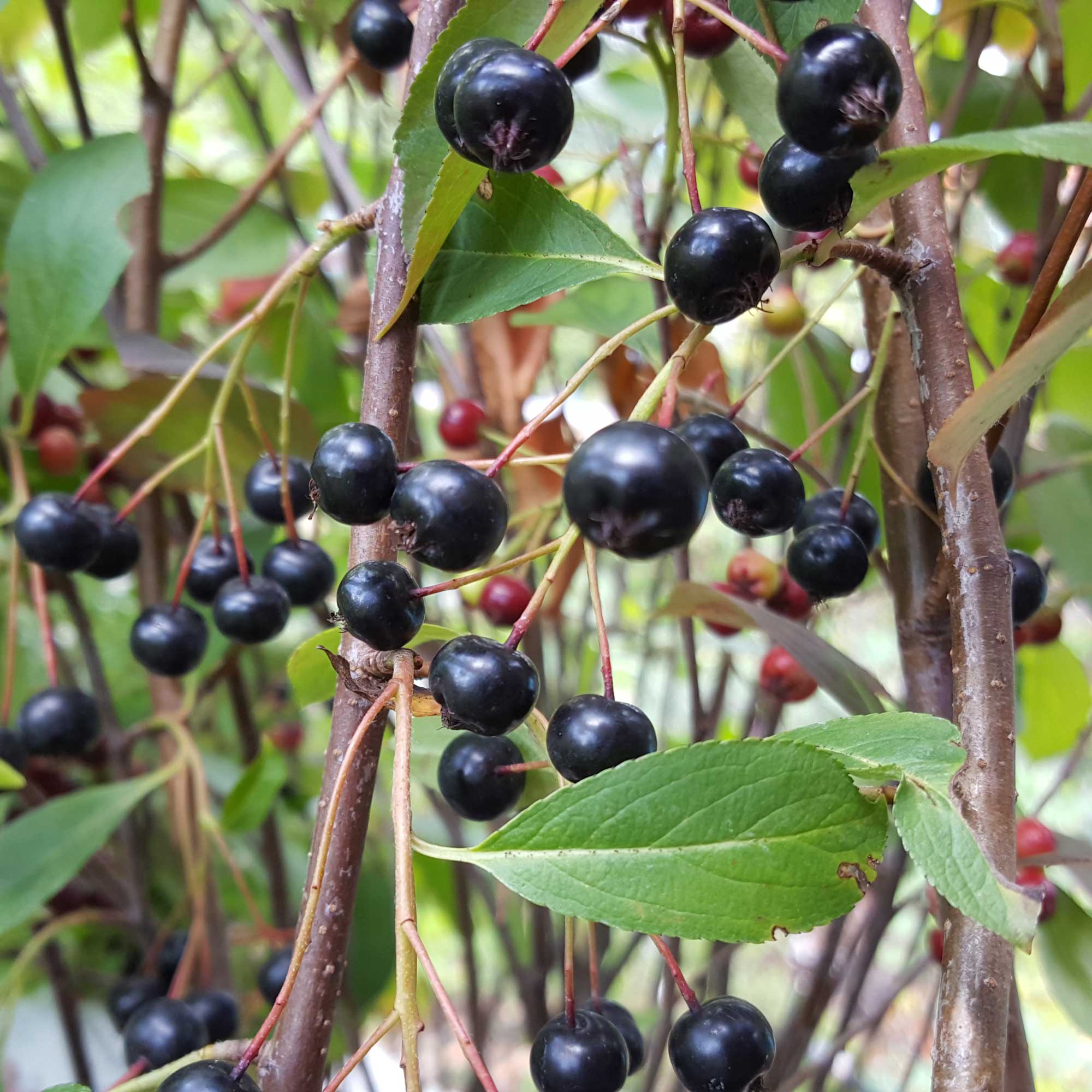 Aronia melanocarpa 'Hugin'