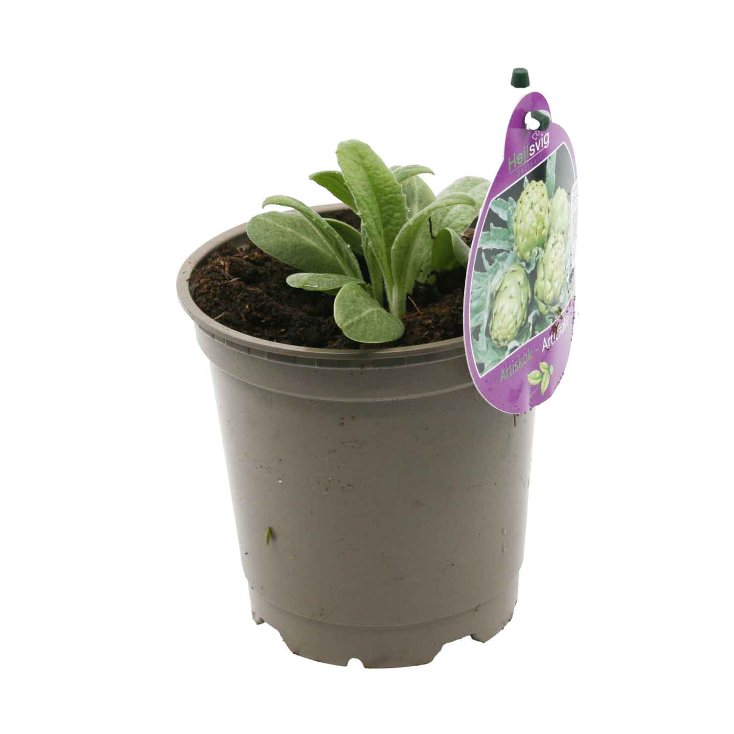 Cynara scolymus/Artiskok 12cm