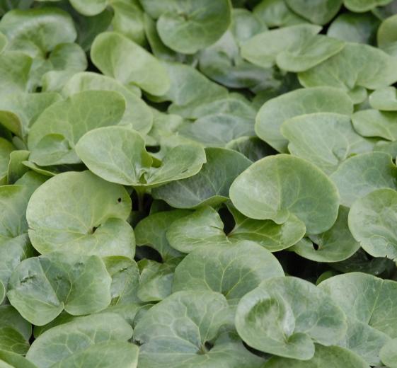 Asarum europaeum 11C
