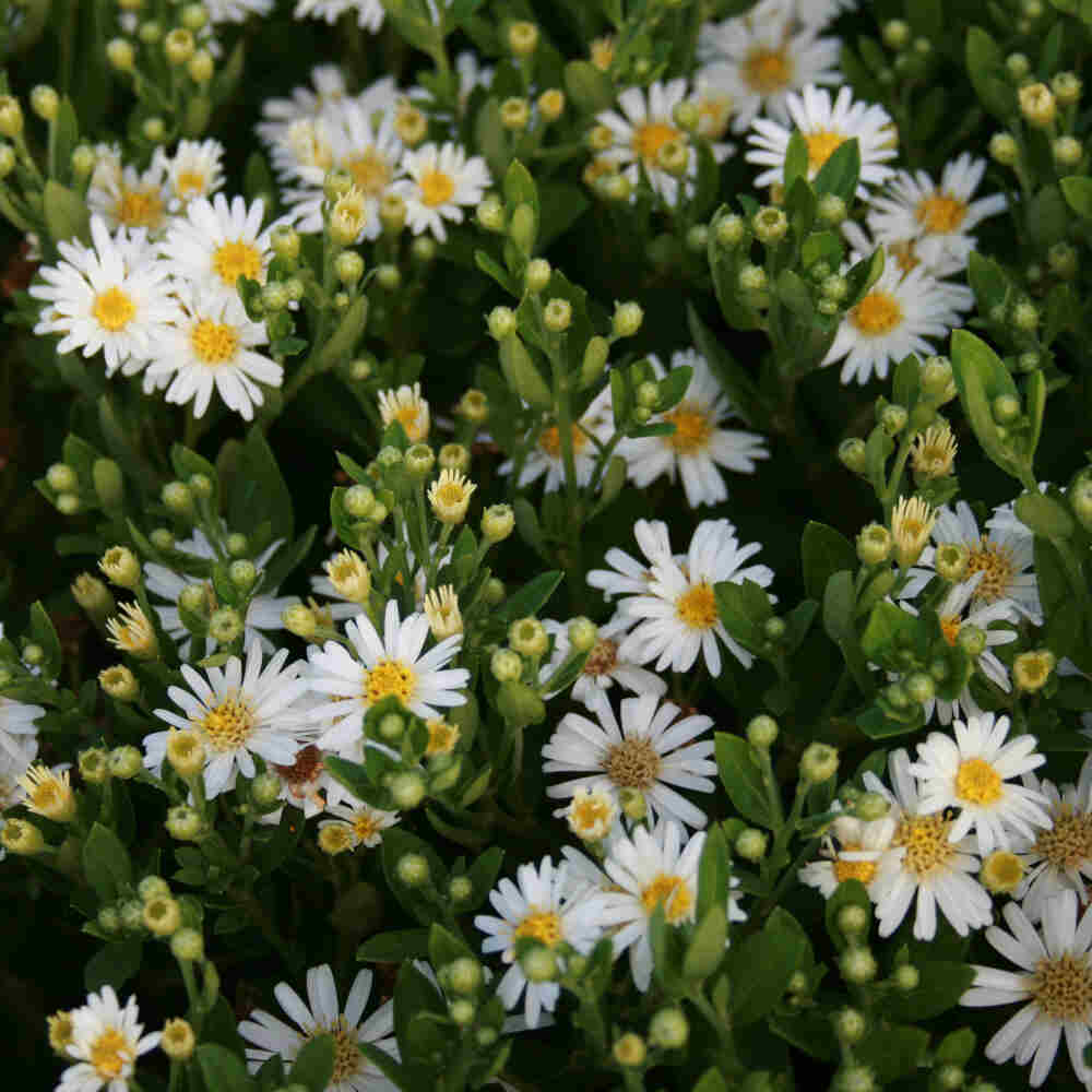 Aster ageratoides 'Starshine'(R) 1L
