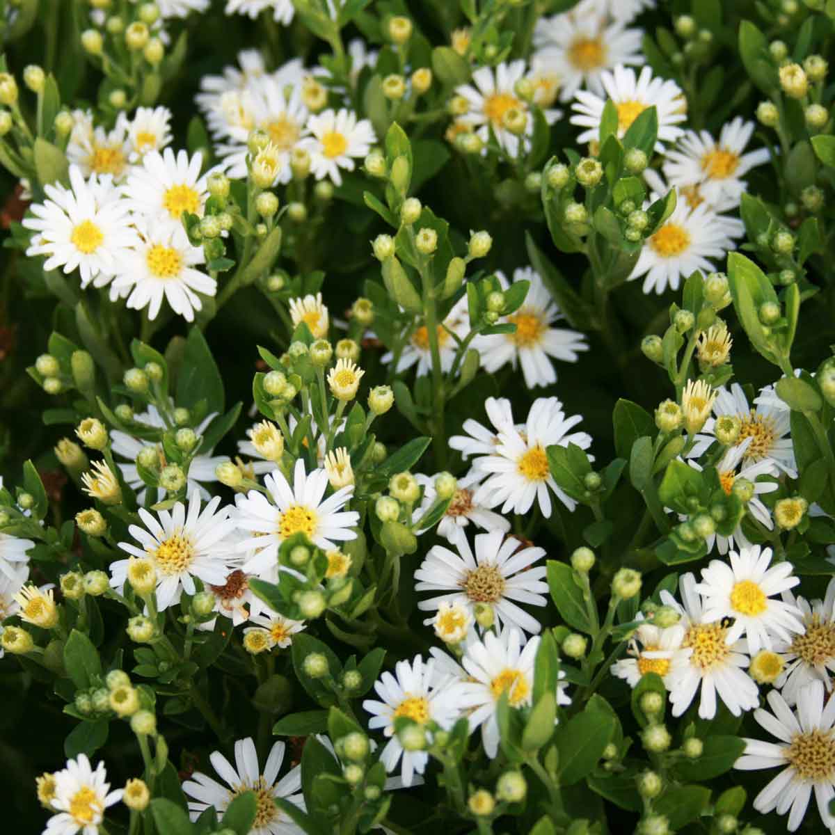Aster ageratoides 'Starshine' P9