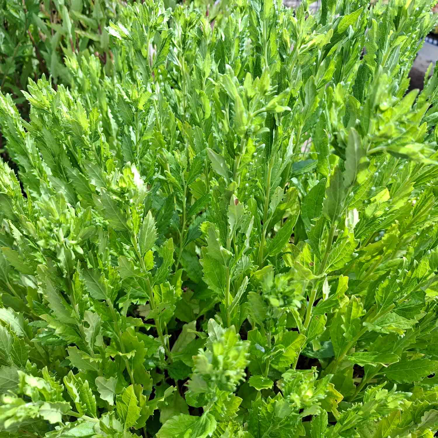 Aster ageratoides 'Ashvi' P9