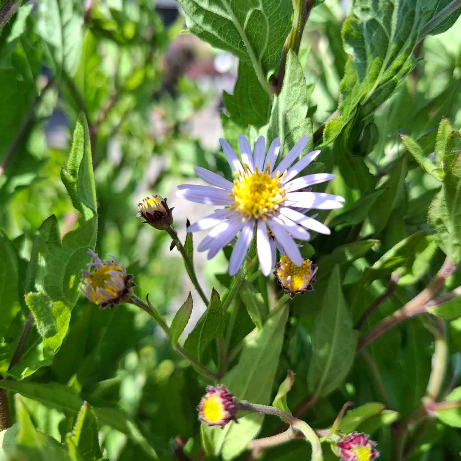 Aster ageratoides 'Asran' 2L
