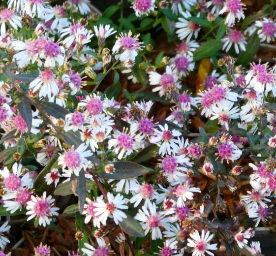 Aster laterifl, 'Lady in Black' 1L