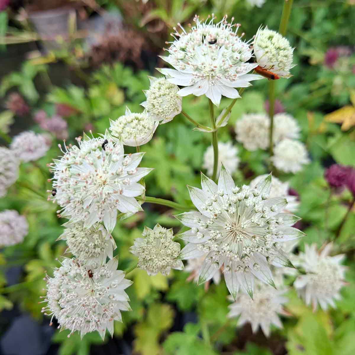 Astrantia major 'Alba' 1L