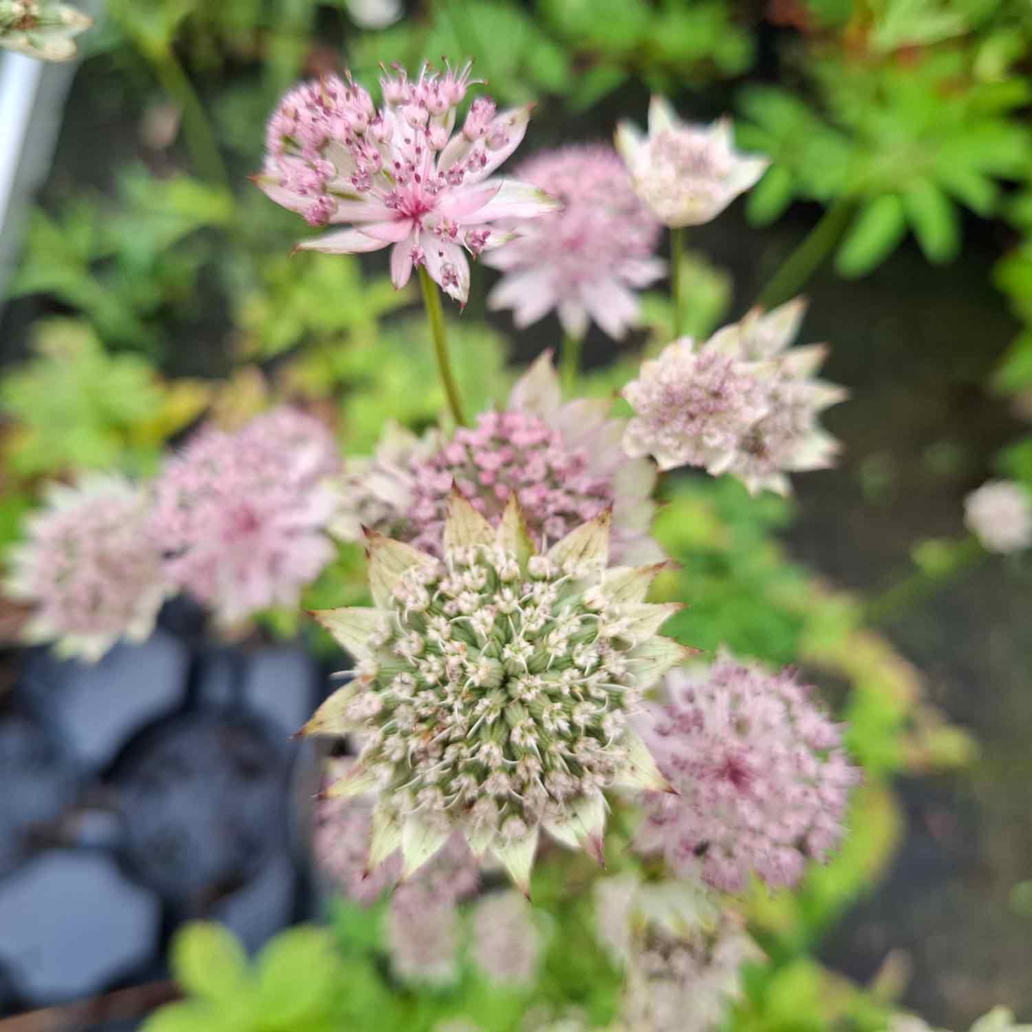 Astrantia major 'Buckland' 1L
