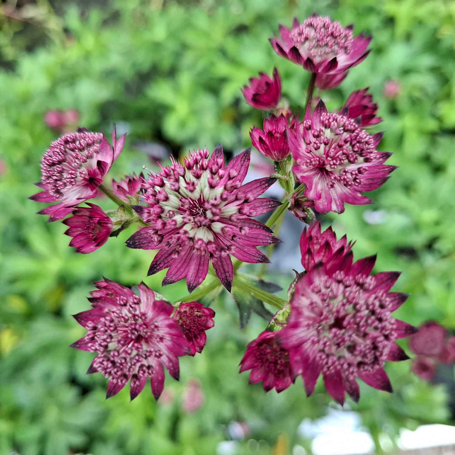Astrantia 'Star of Beauty' 13cm