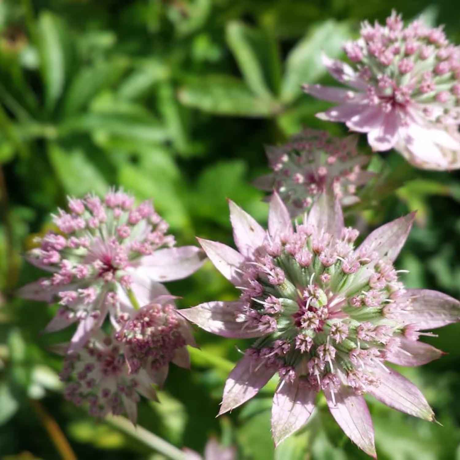 Astrantia maj. 'Florence' P9