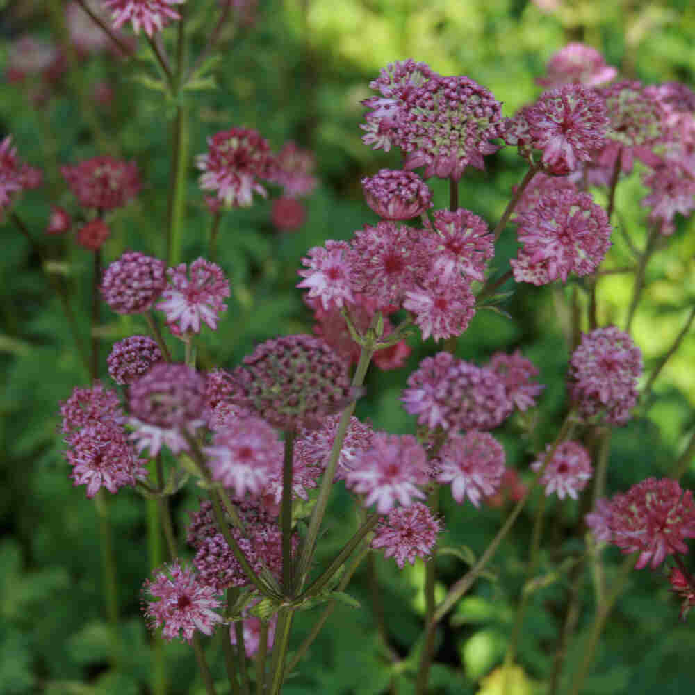 Astrantia major 'Star of Beauty'(R) 1L