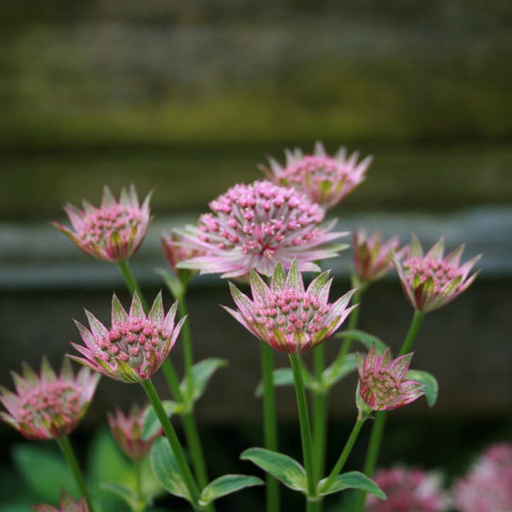 Astrantia major 'Roma'(R) 1L