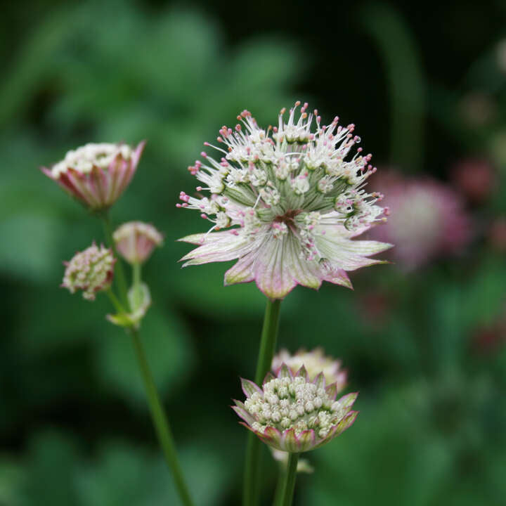 Astrantia maj. 'Rosensinfonie' P9