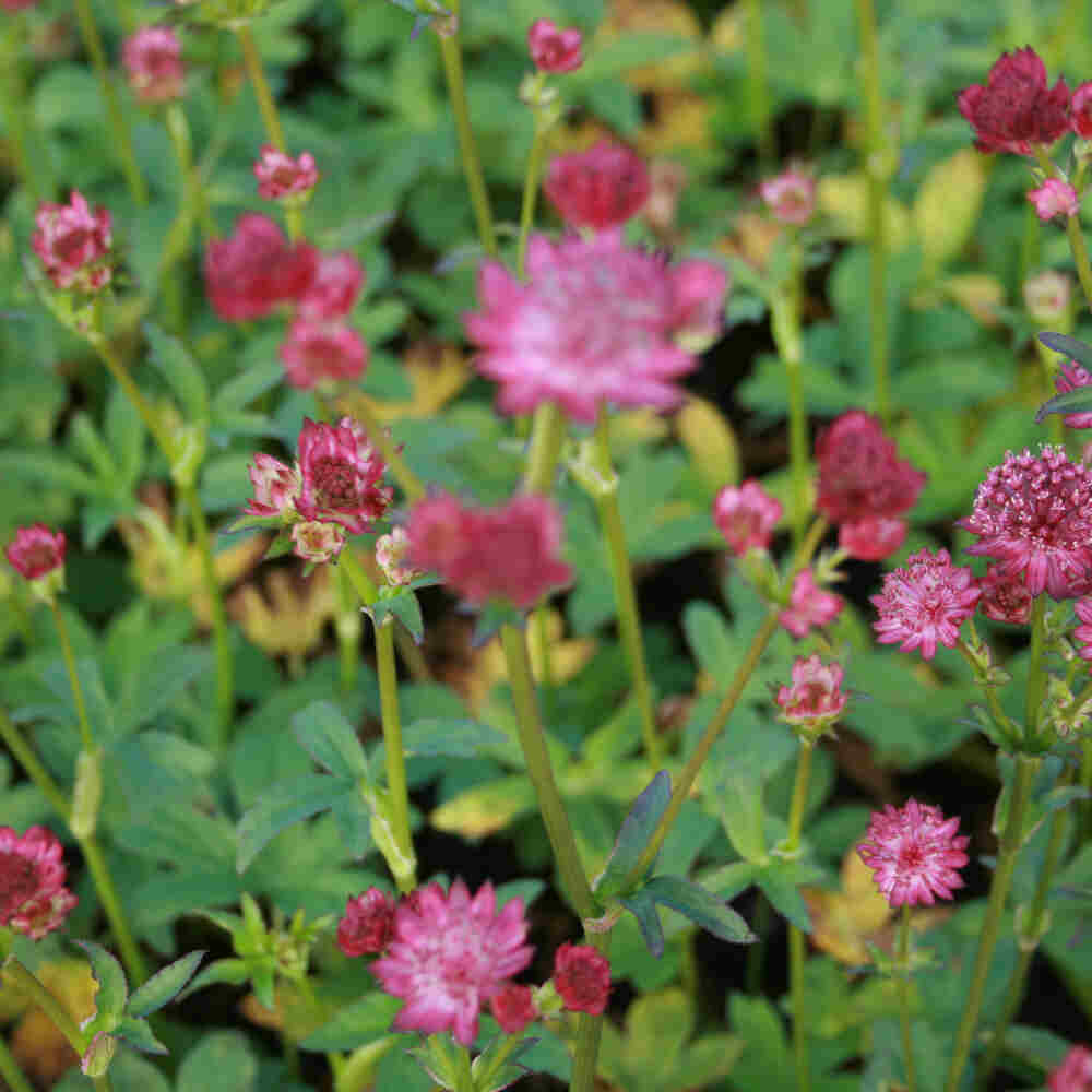 Astrantia major 'Venice'(R) 1L
