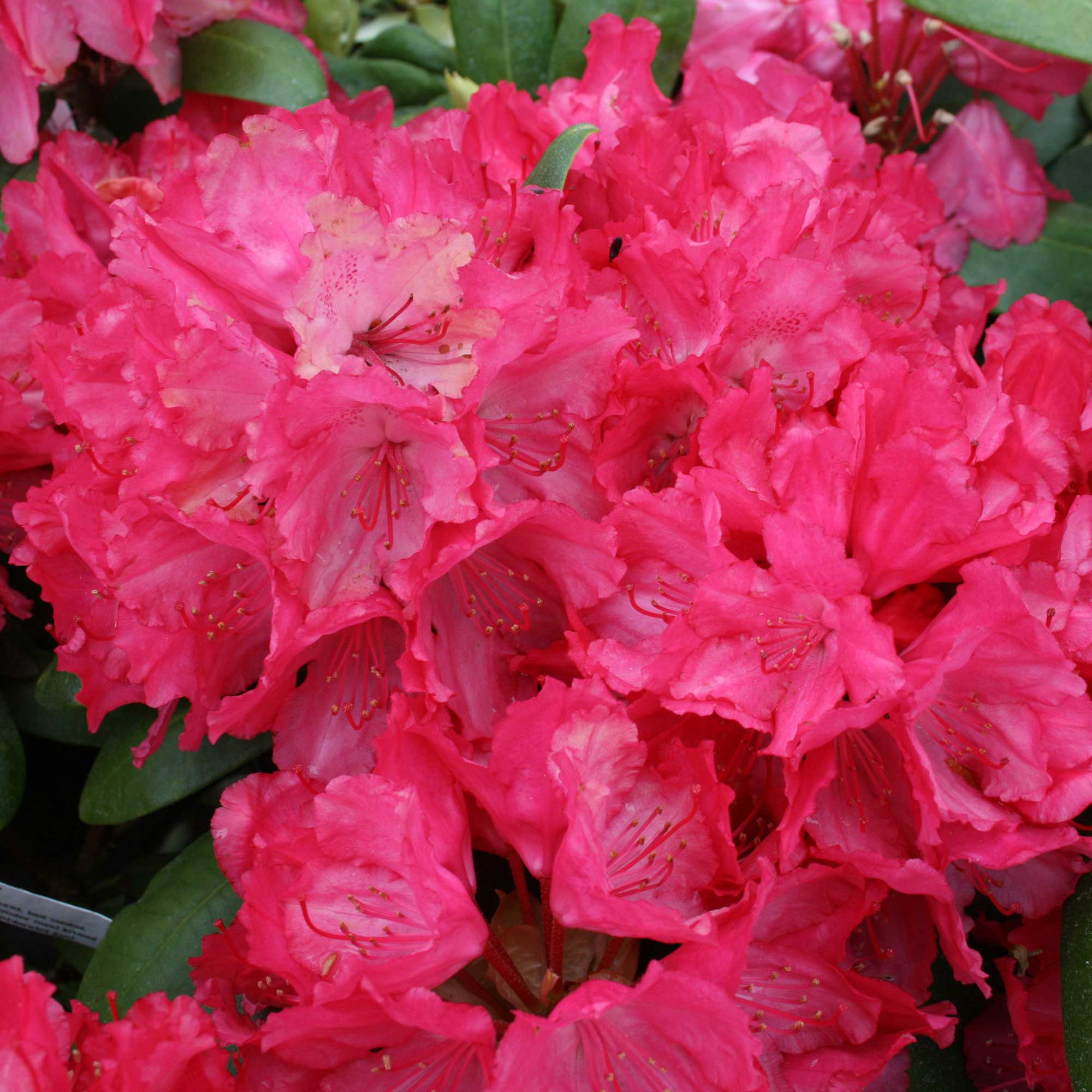 Rhododendron yak. 'Astrid' 30/- C5