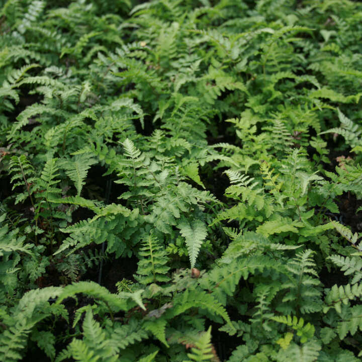 ATHYRIUM nipo. 'Pictum'(Metallicum) 1 L Potte